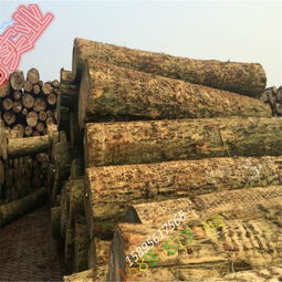 廠家直銷精品輻射松工地木材 品質(zhì)、優(yōu)勢與家具應(yīng)用